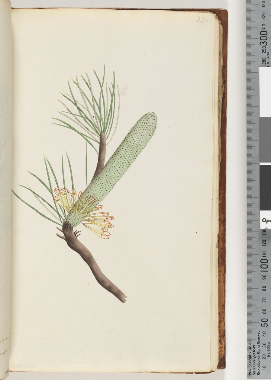 Page 33. Plant, Banksia spinulosa by Unknown artist