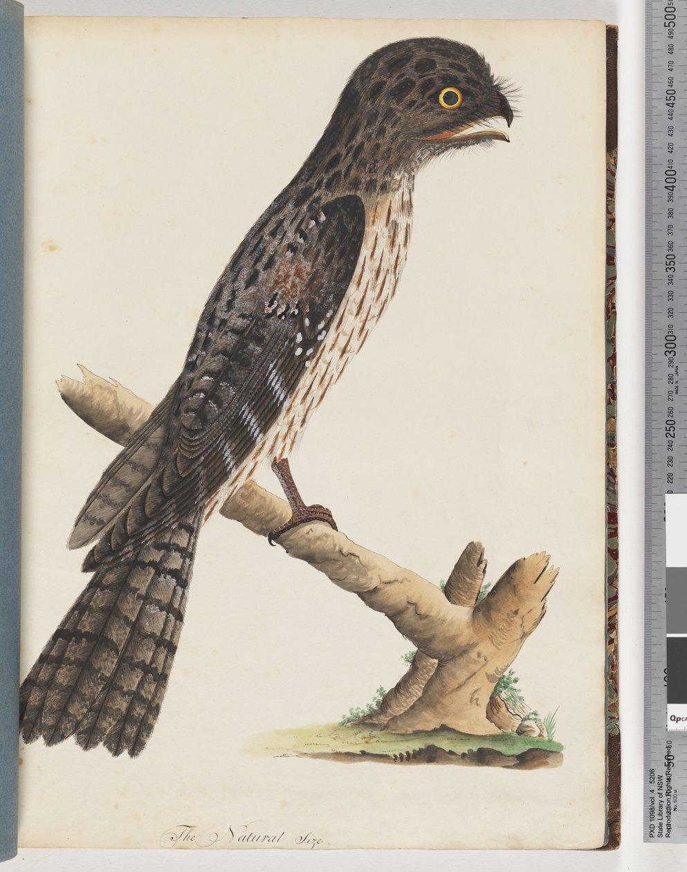 Page 33. Tawny Frogmouth. Gracile Goatsucker by Unknown artist