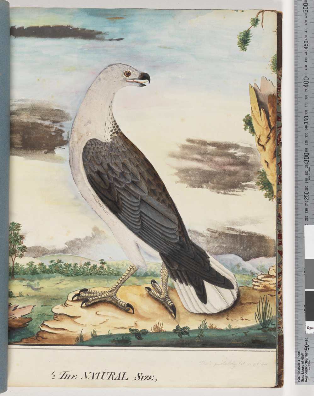 White-Breasted Sea Eagle by Unknown artist