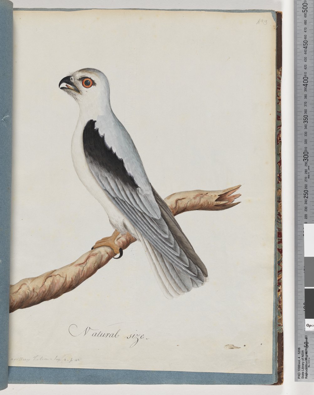 Page 35. Black-shouldered Kite. Axillary Falcon by Unknown artist