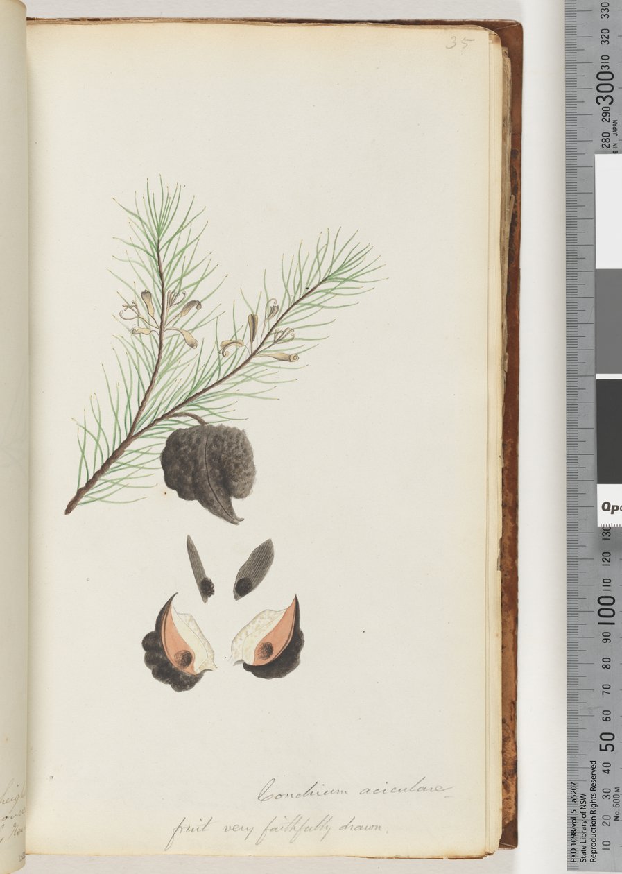 Page 35. Hairy Needle Bush by Unknown artist