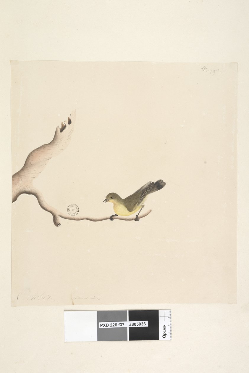 Page 37. October. Natural size Yellow Thornbill Acanthiza nana by Unknown artist