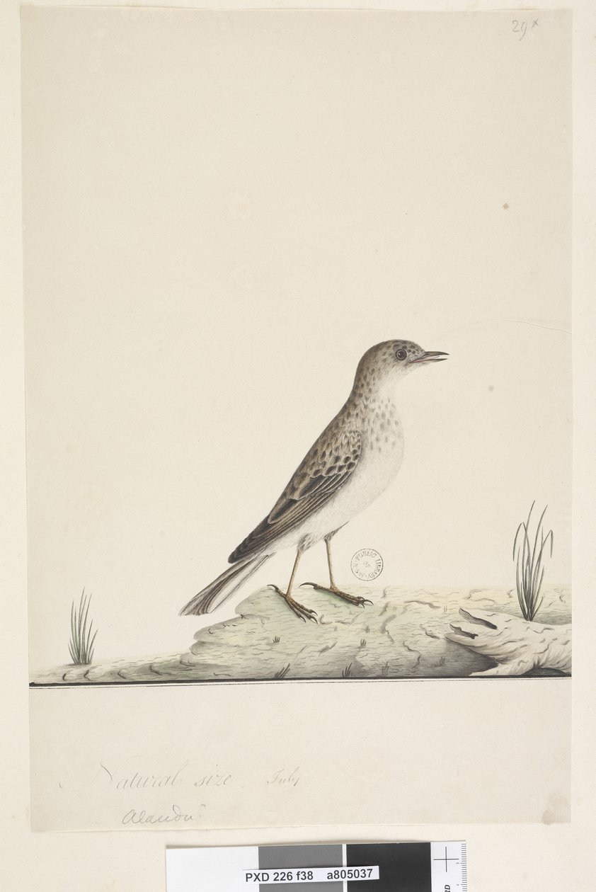 Page 38. Alundu? above title in different hand Natural size, July Pipit Anthus australis, 1791-92 by Unknown artist