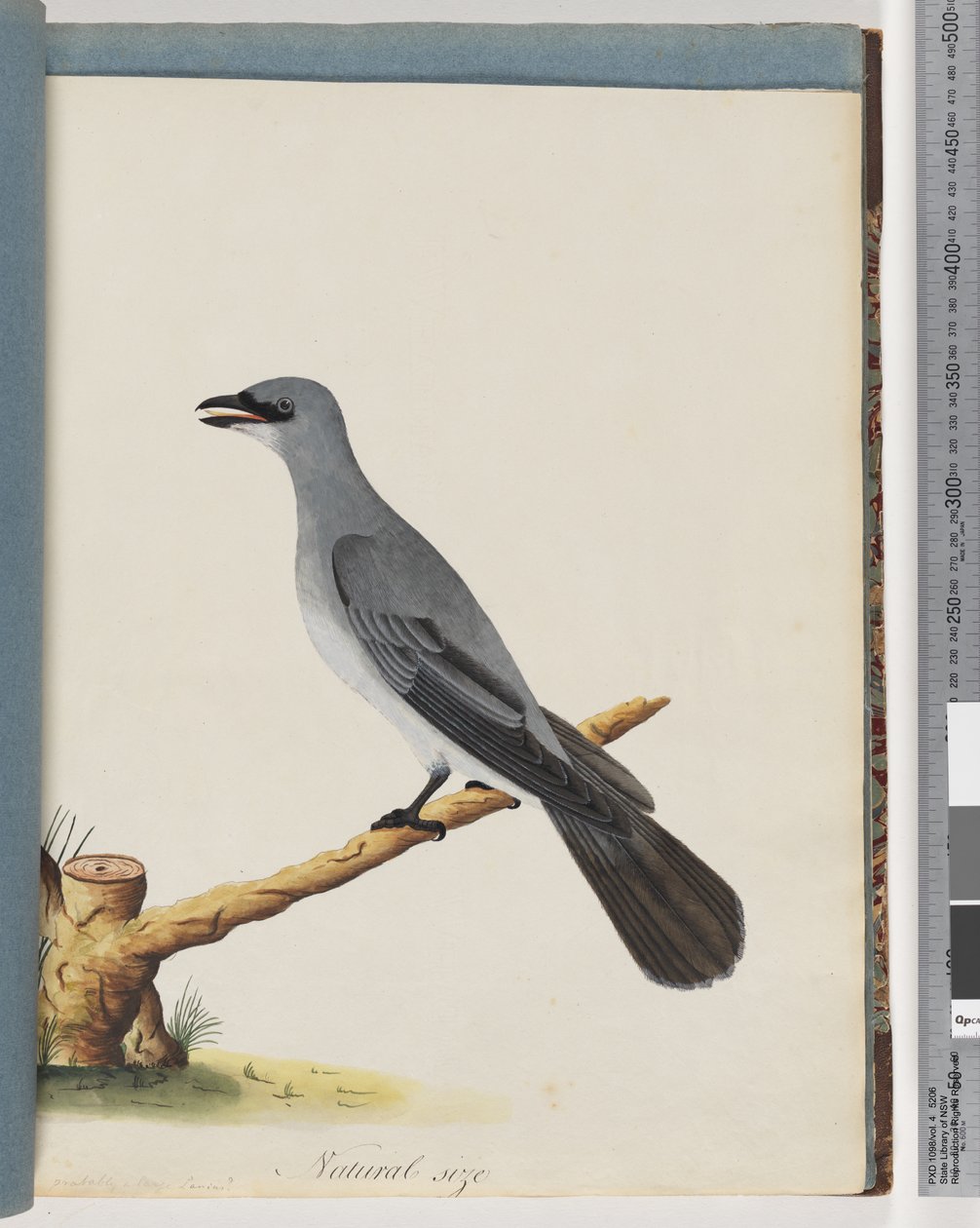 Page 38. Unidentified Bird, Probably a Large Lanius by Unknown artist