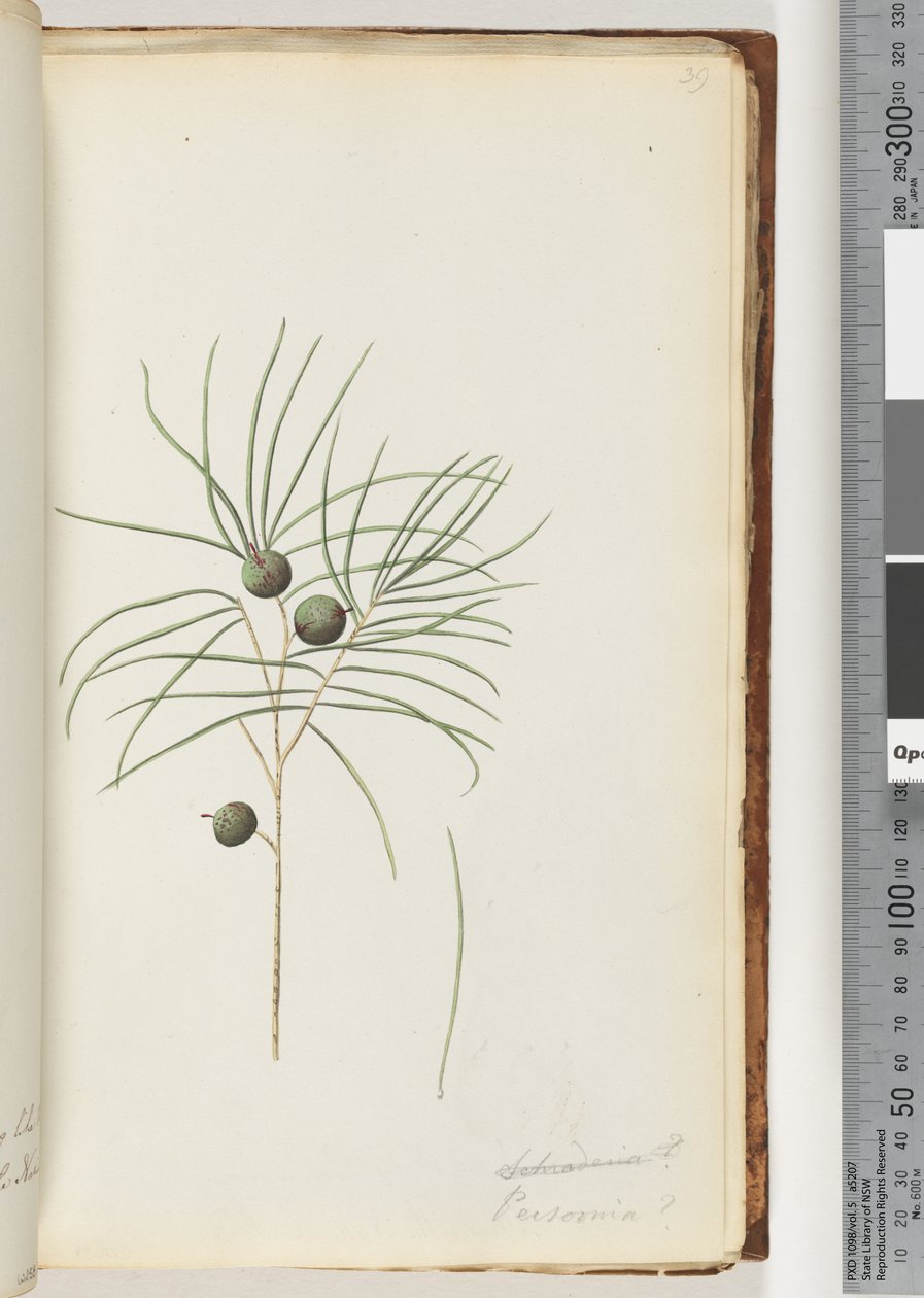 Page 39. Persoonia by Unknown artist