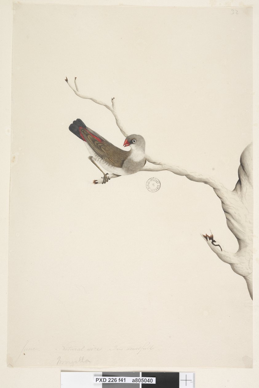 Diamond Firetail (immature), 1791-92 by Unknown artist