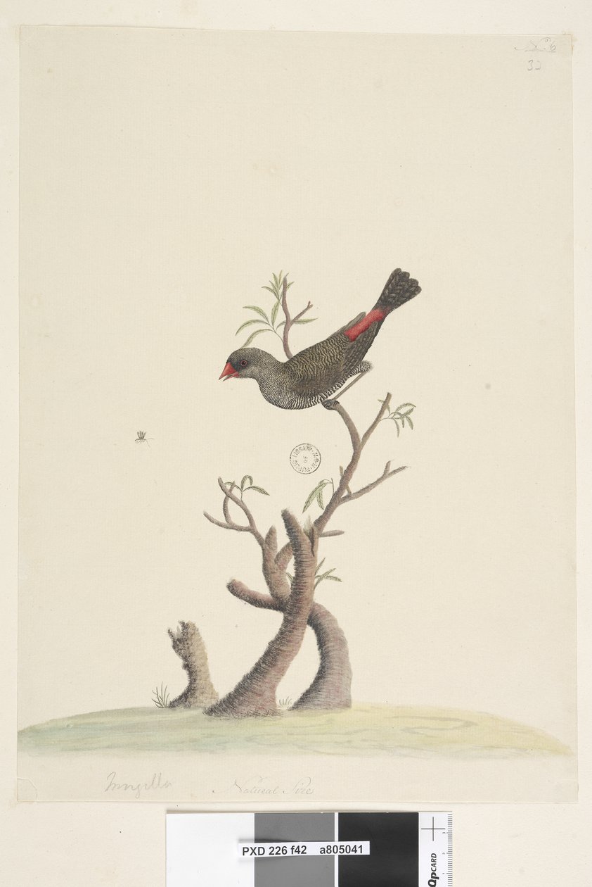 Diamond Firetail, 1791-92 by Unknown artist