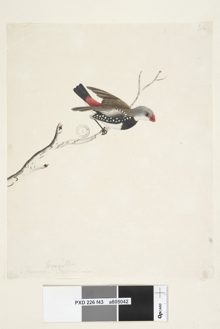 Diamond Firetail by Unknown artist