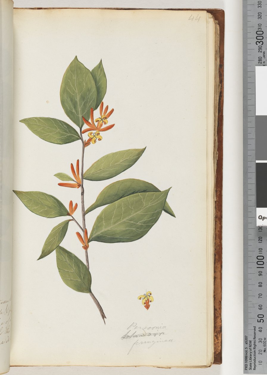 Page 44. Persoonia, Schraderia Ferruginea by Unknown artist