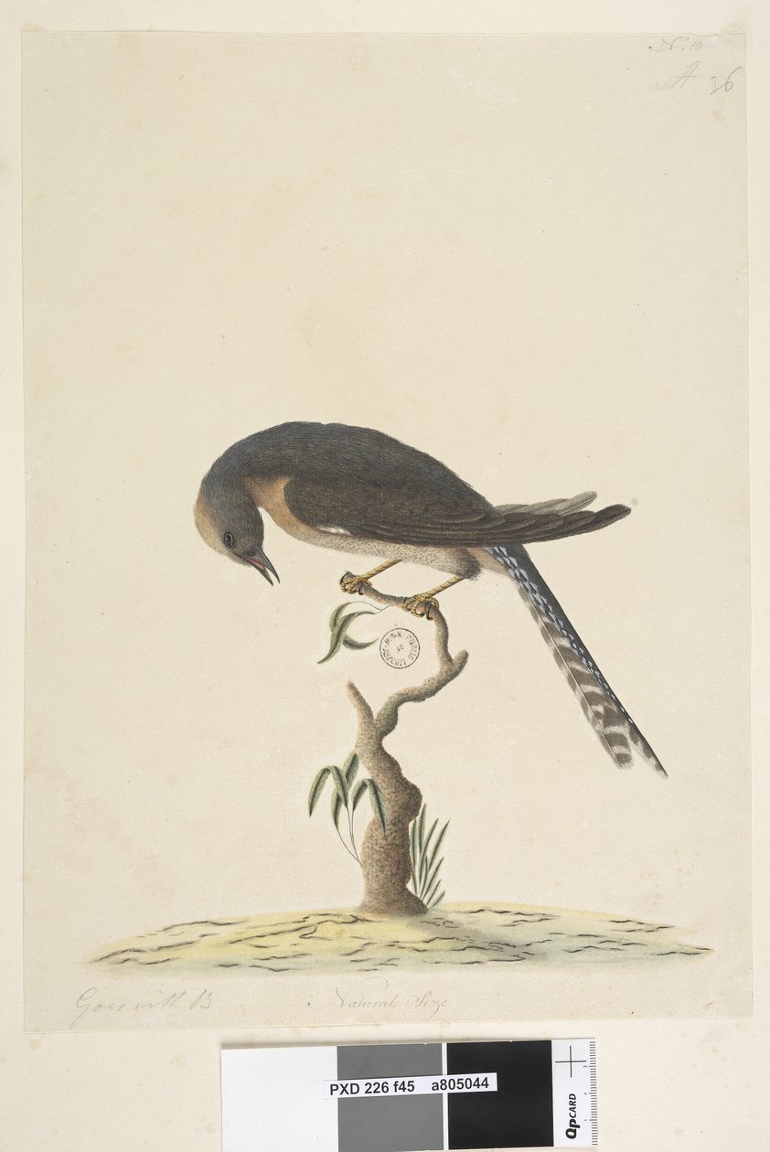 Fan-Tailed Cuckoo by Unknown artist