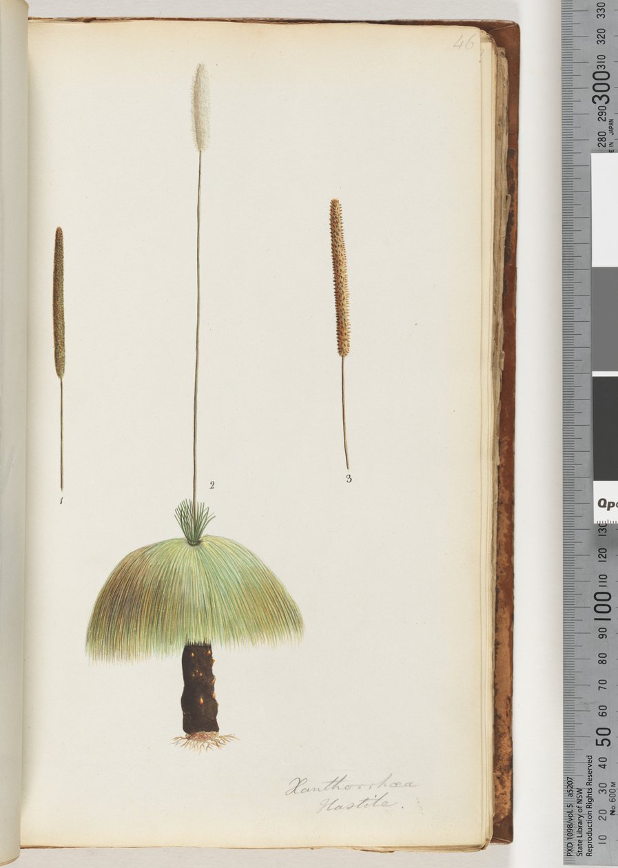 Page 46. Xanthorrhoea Hastile Grass tree by Unknown artist
