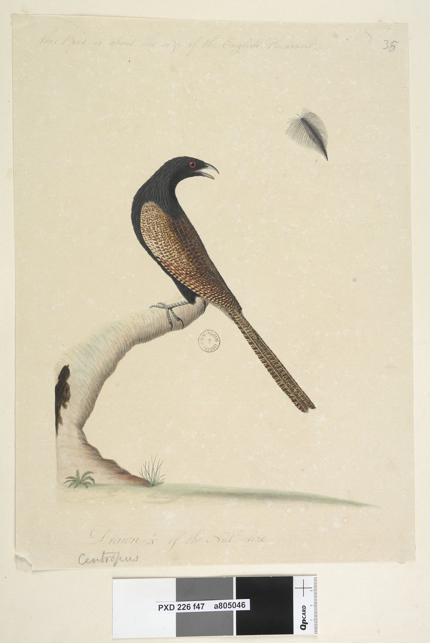 Pheasant Coucal, 1791-92 by Unknown artist