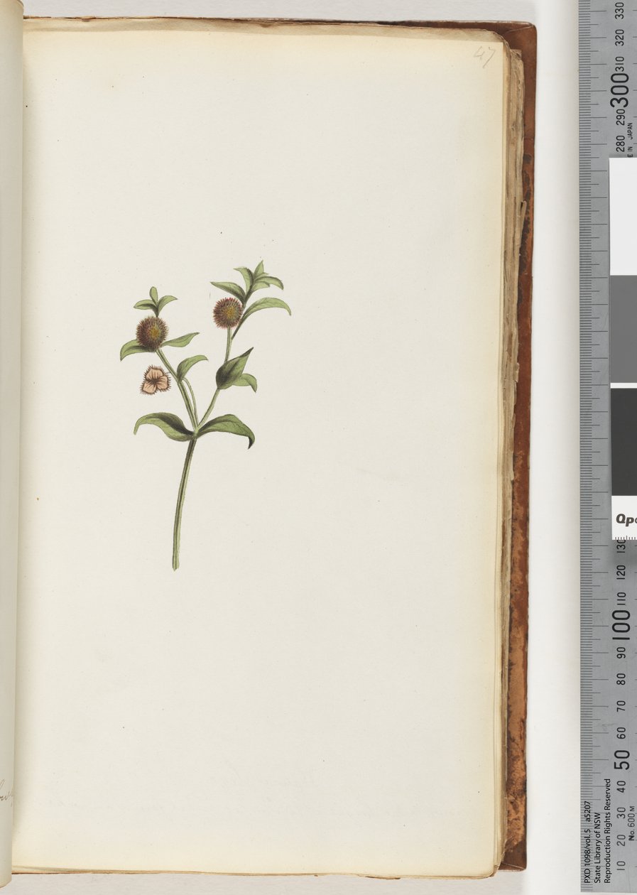 Unidentified Plant by Unknown artist
