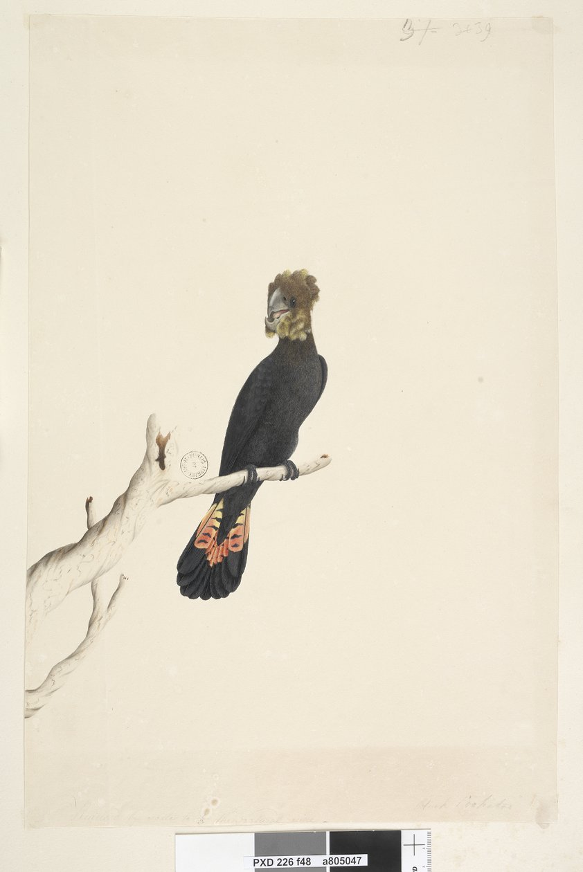 Reduced to One-Third Size Glossy Black Cockatoo by Unknown artist