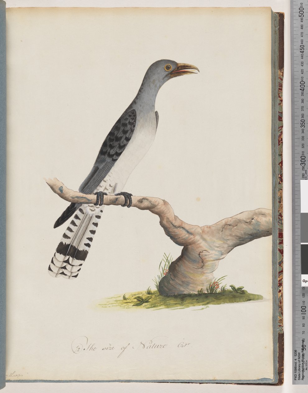 Unidentified Bird by Unknown artist