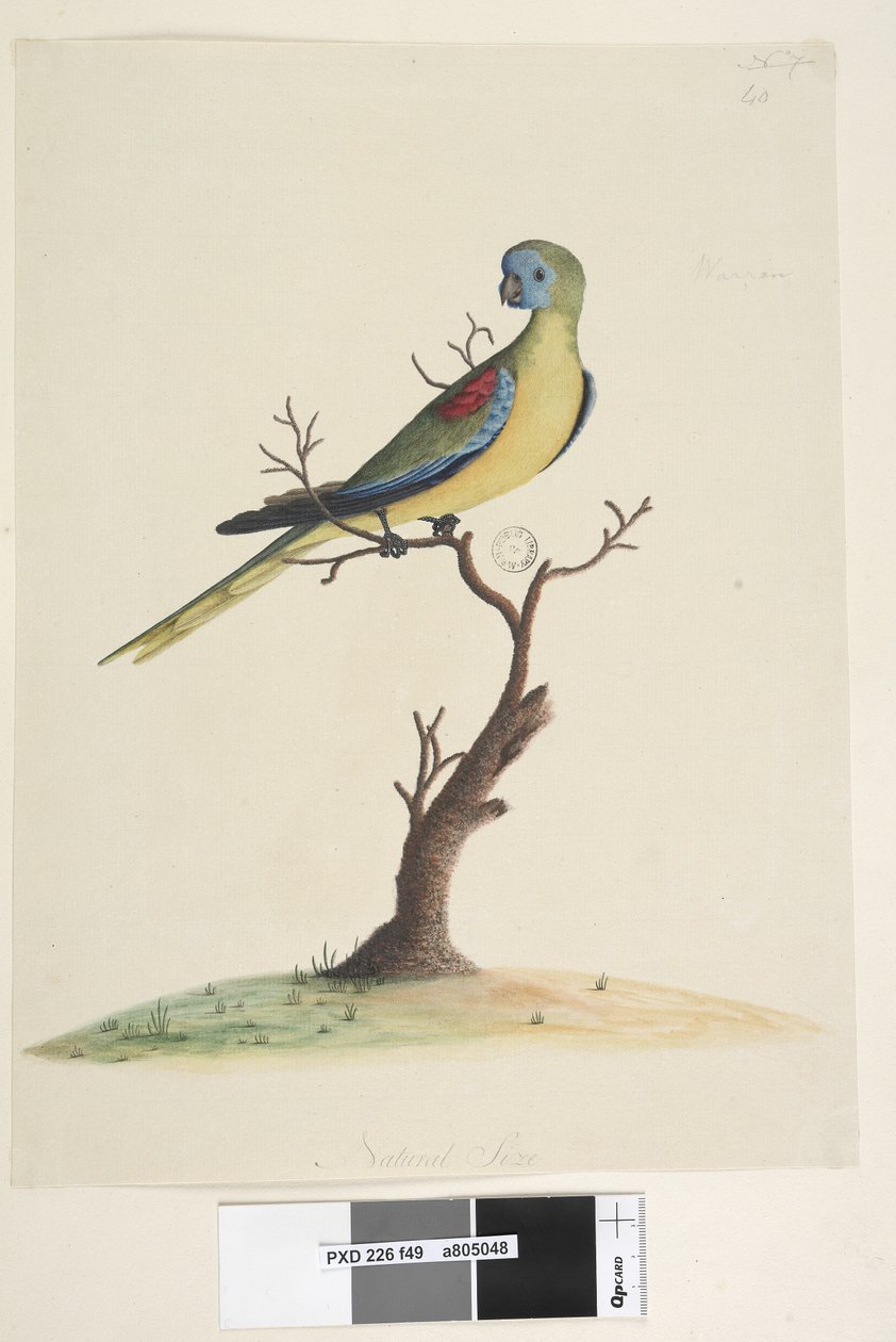 Turquoise Parrot, male, 1791-92 by Unknown artist