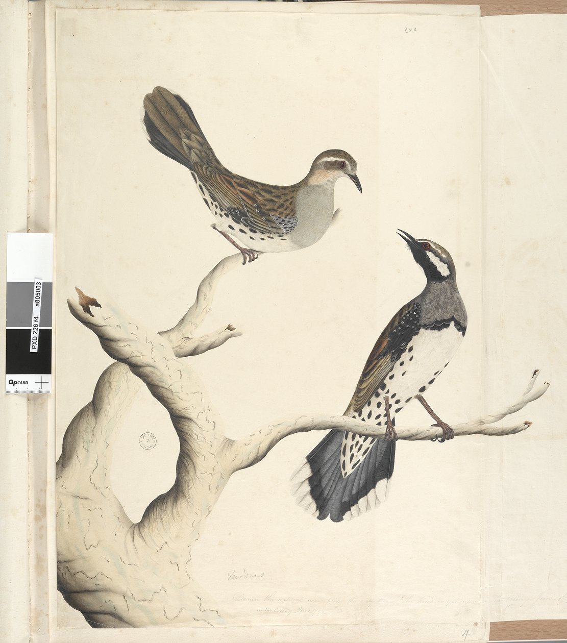Page 4. Turdus. in a different hand Drawn the natural size being the only two of the kind as yet seen on the Colony, June 1792 Spotted Quail Thrush Cinclosoma punctatum by Unknown artist