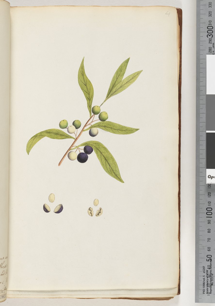 Page 4. Unidentified Plant by Unknown artist