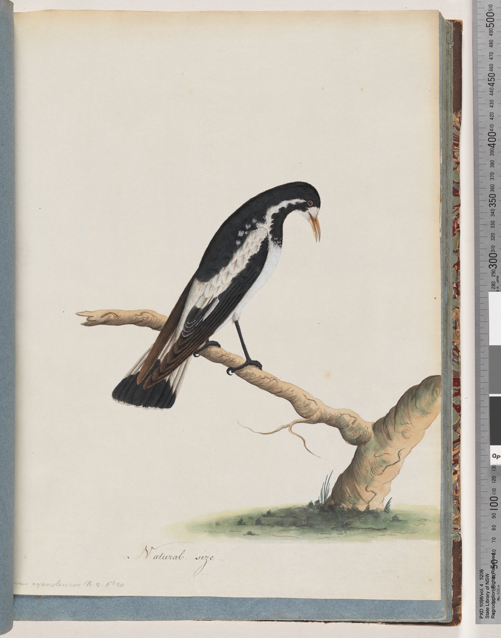 Page 50. Magpie-lark. Corvus cyanoleucos by Unknown artist