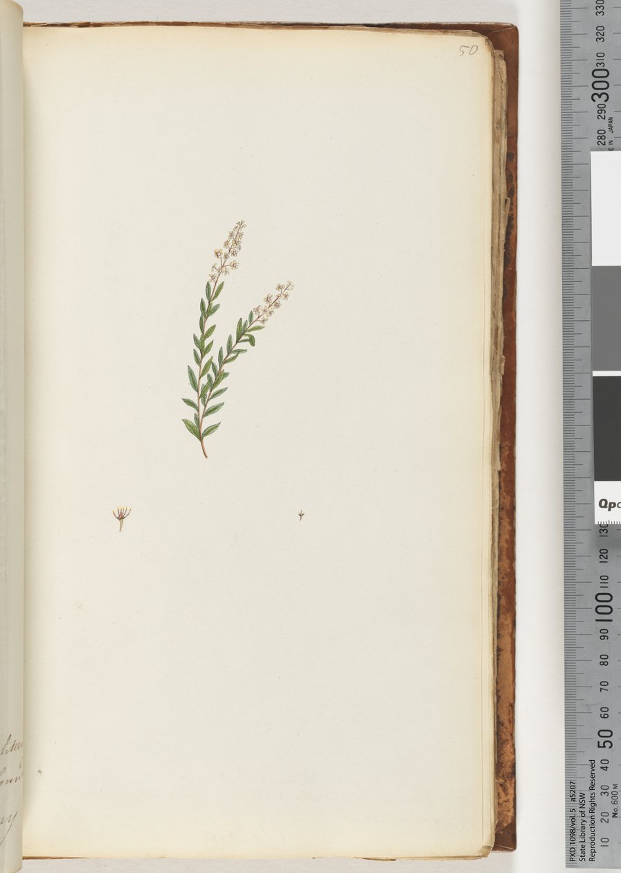 Page 50. Unidentified Plant by Unknown artist