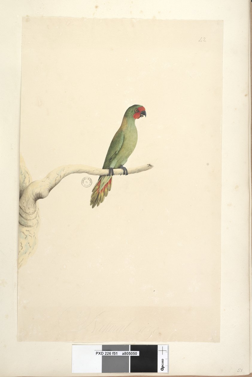 Page 51. Natural size Little Lorikeet Glossopsitta pusilla, 1791-92 by Unknown artist