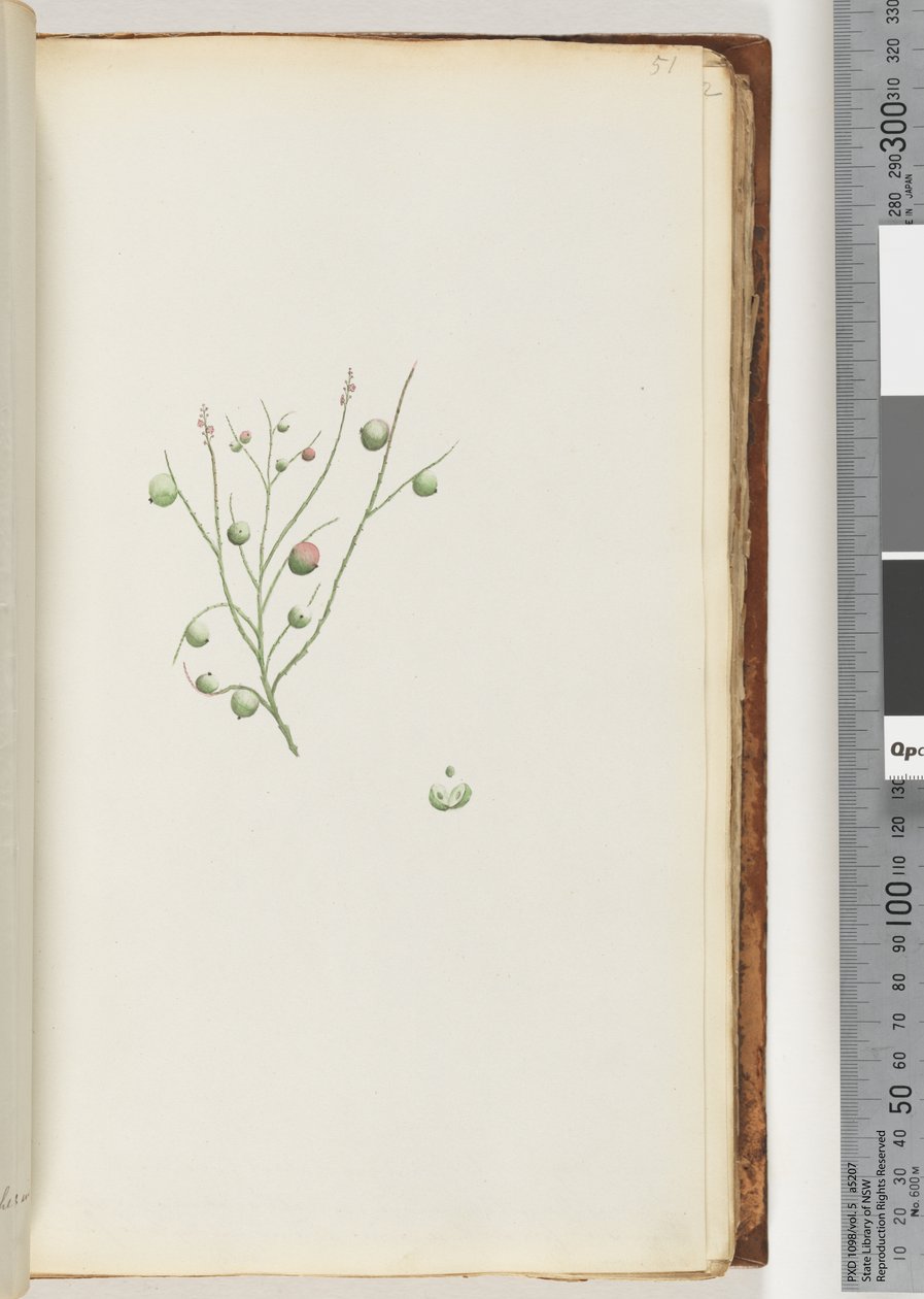 Page 51. The Acid Berry by Unknown artist