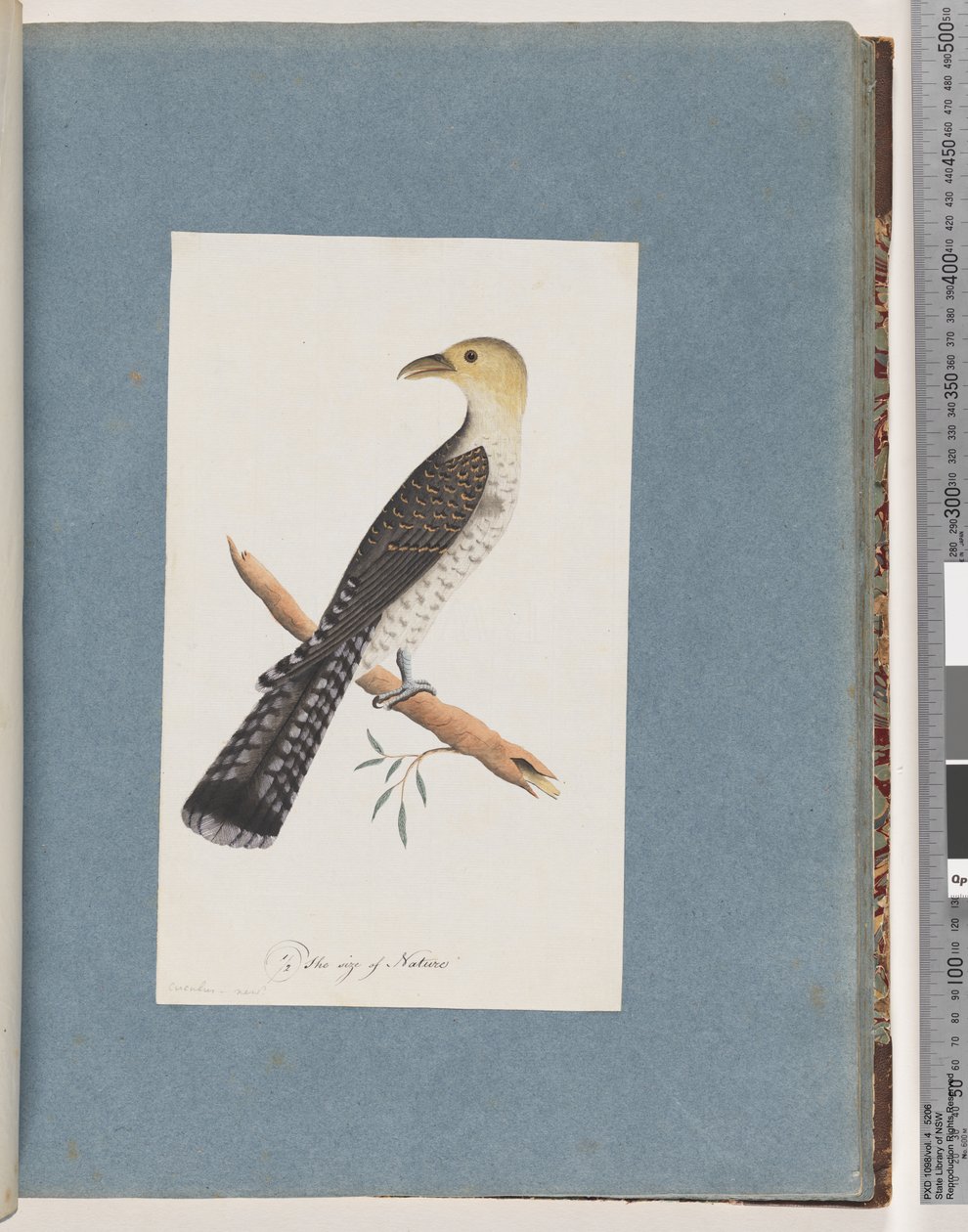 Page 52. Pallid Cuckoo by Unknown artist