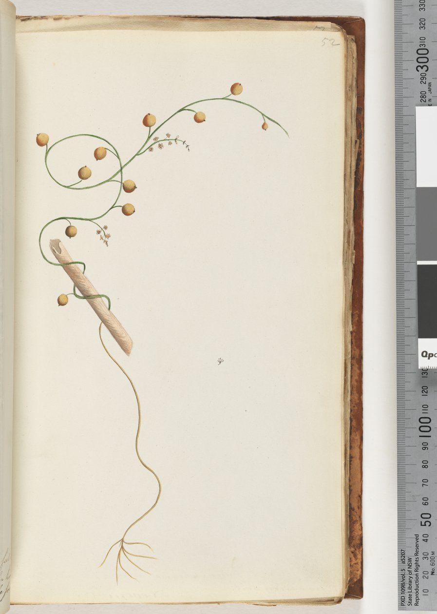 Page 52. Unidentified plant by Unknown artist