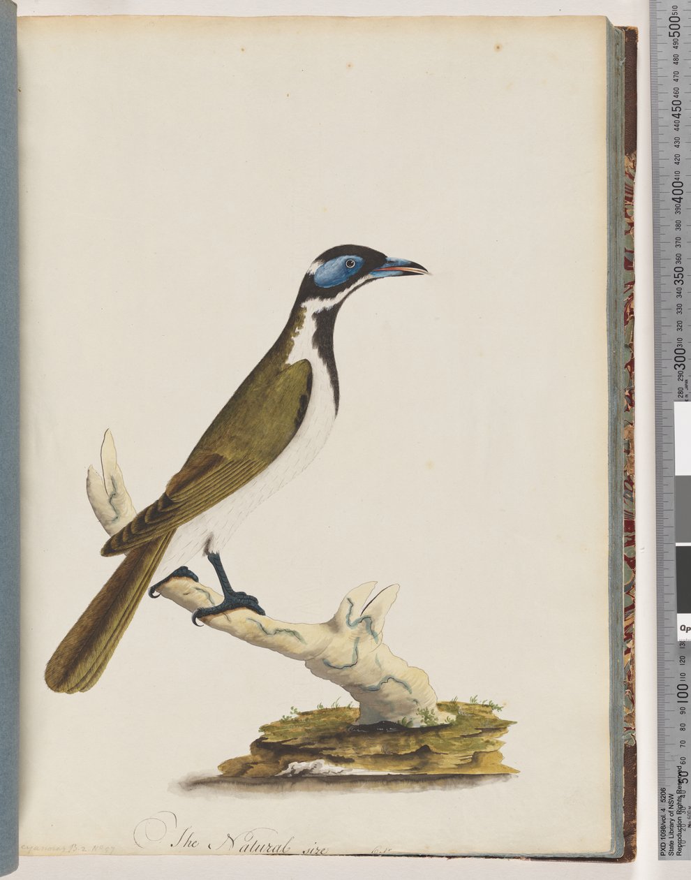 Blue-Faced Honeyeater by Unknown artist