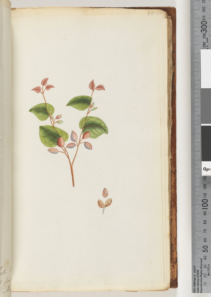 Page 55. Unidentified plant by Unknown artist