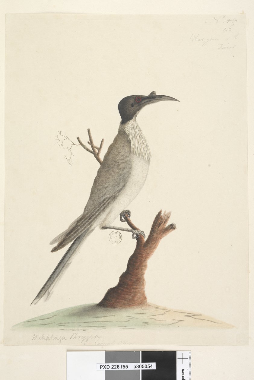 Page 55. Wer,gan or the Friar. Meliphaga Phrygia. Natural size Noisy Friarbird Philemon corniculatus by Unknown artist