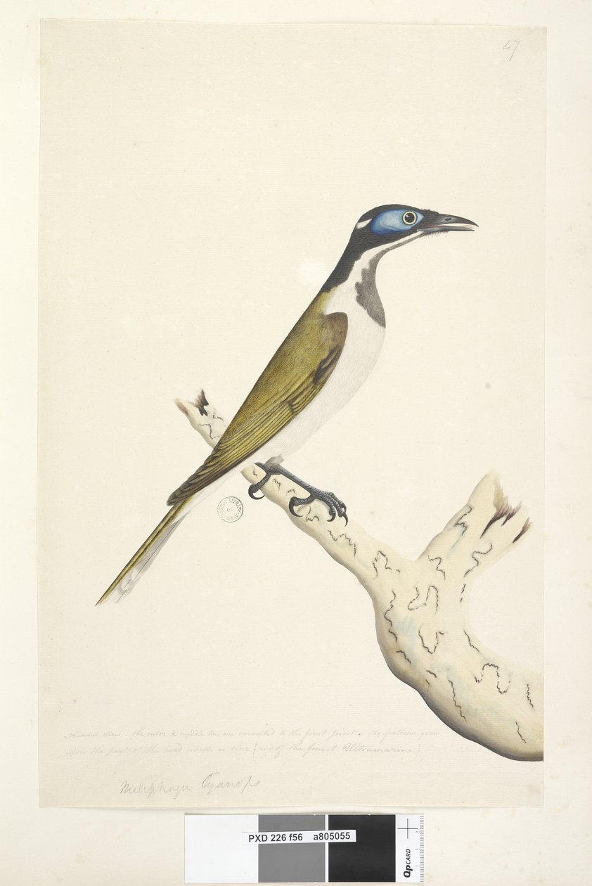 Natural Size Melephahu Cyanops by Unknown artist