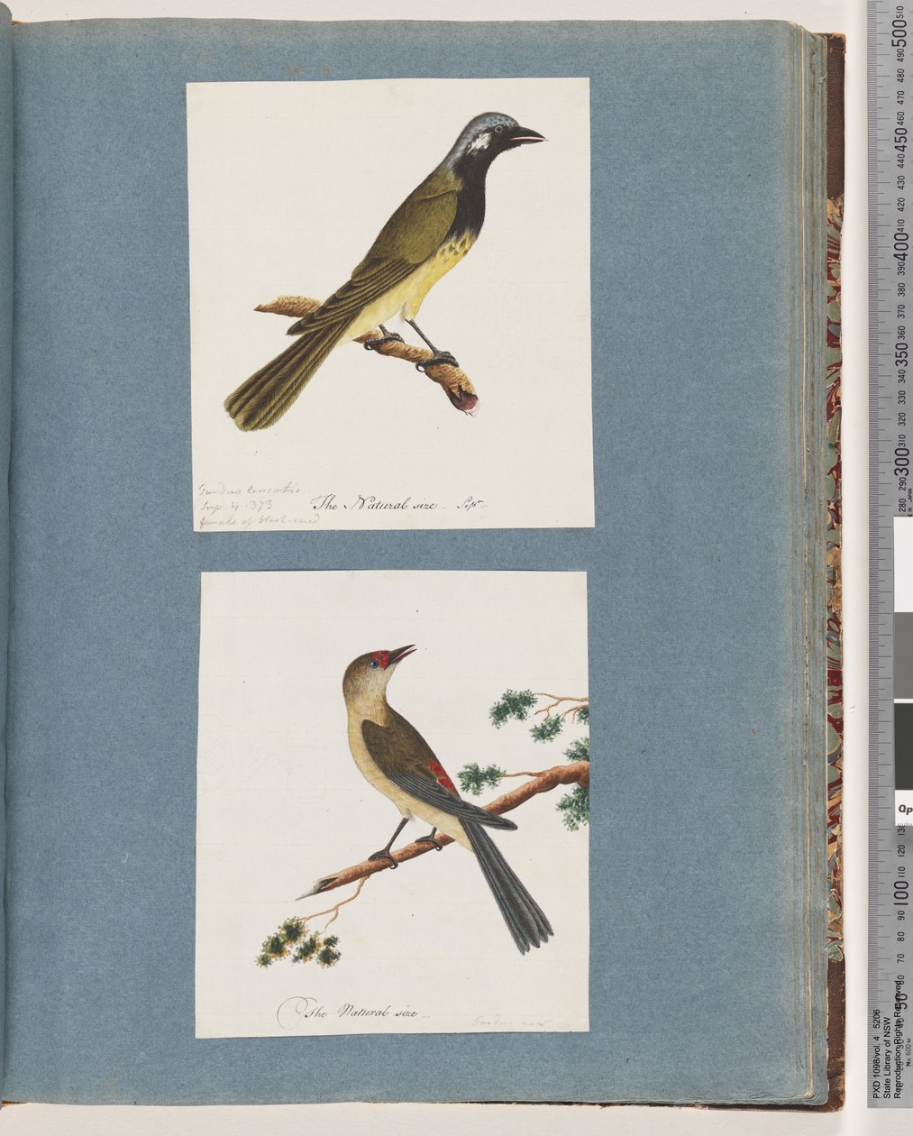 Page 56. Unidentified Bird. Turdus leucotis. 57. Red-browed Finch. Turdus new by Unknown artist