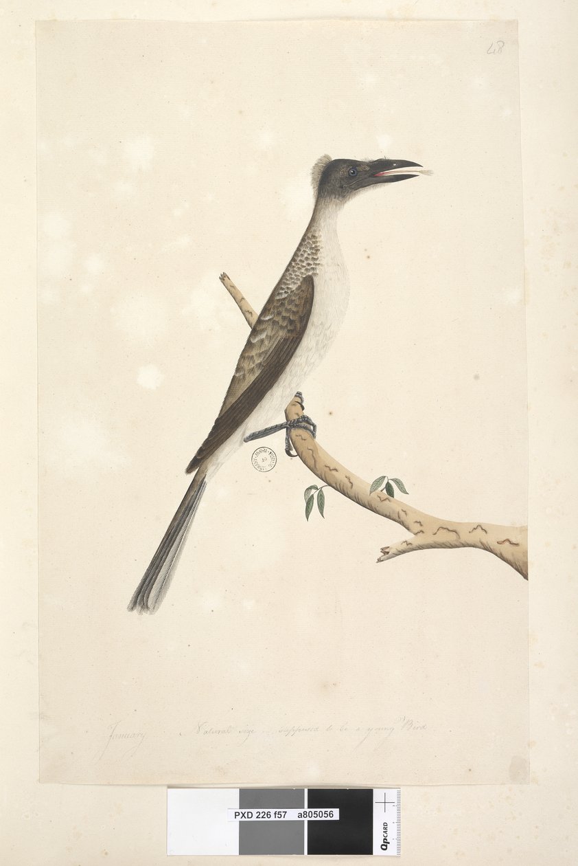 Natural Size Noisy Friarbird by Unknown artist