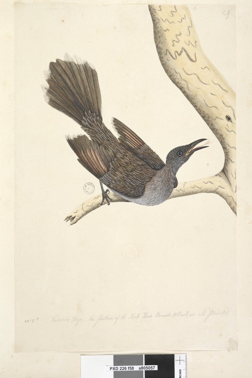 Page 58. Octr. Natural size, the feathers of the neck head breast & back are all pointed Brush Wattle, Bird Anthochaera chrysoptera, 1791-92 by Unknown artist