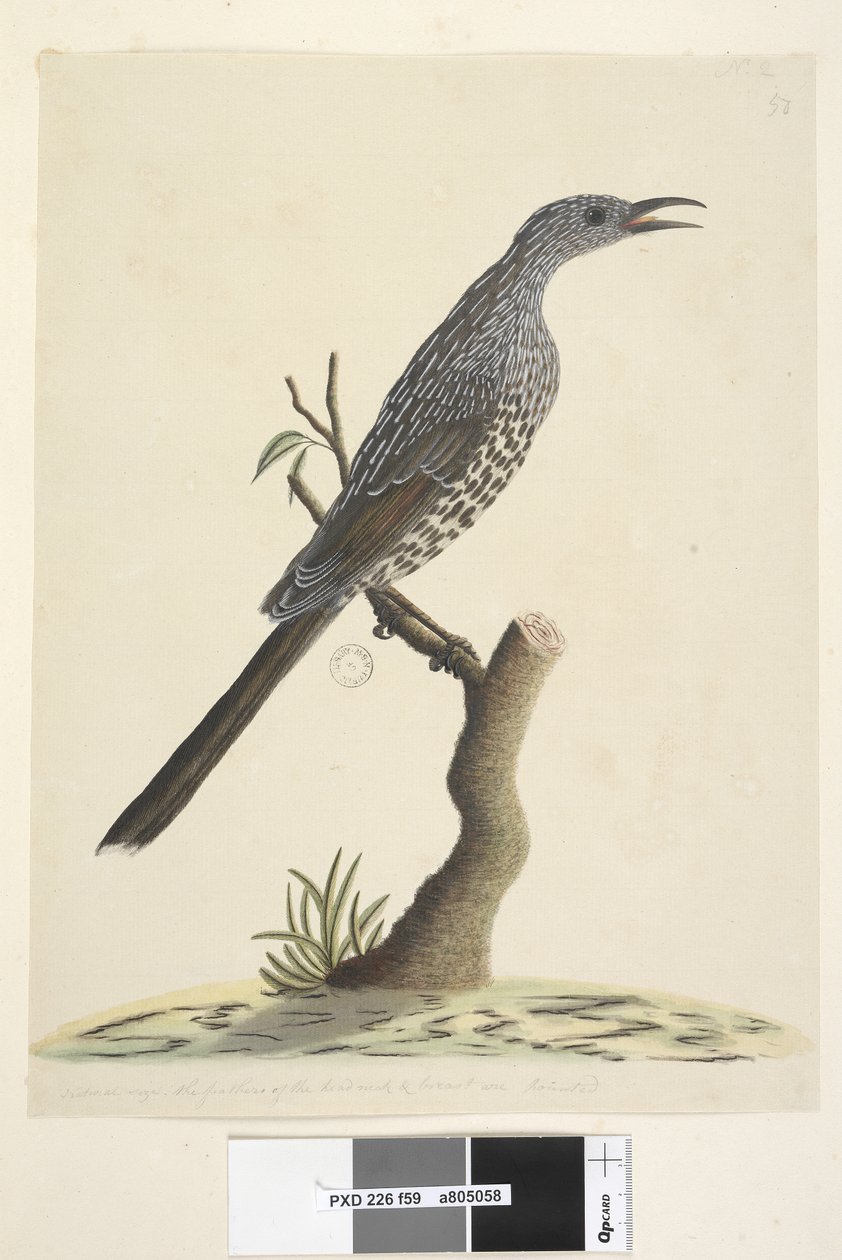 Brush Wattle Bird, 1791-92 by Unknown artist