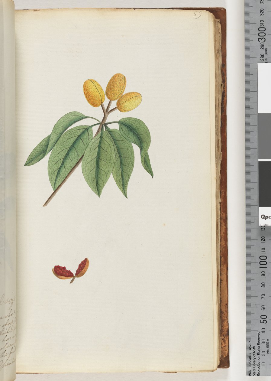 Page 59. Pilospermum Mapon by Unknown artist