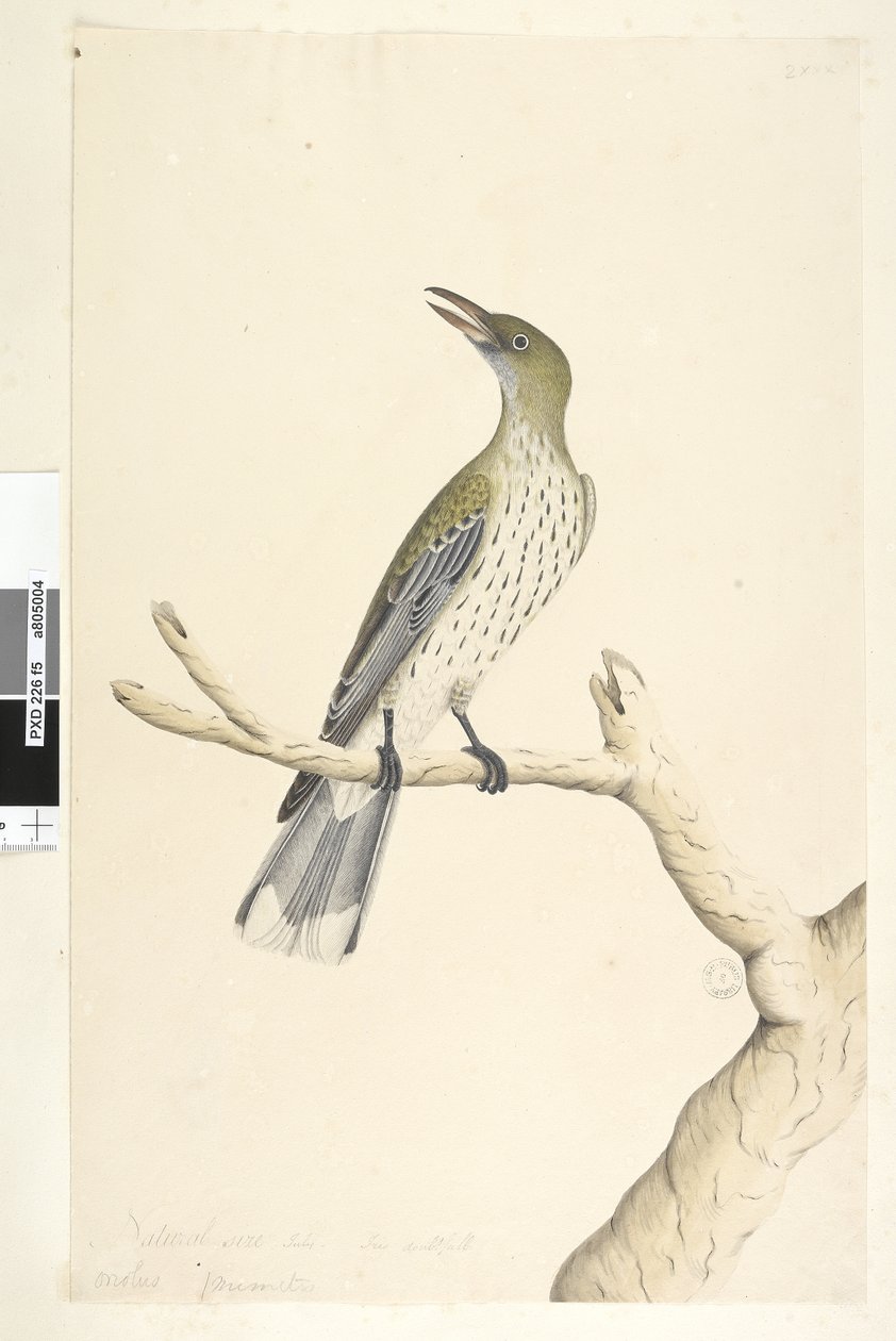 Natural Size Olive-Backed Oriole by Unknown artist