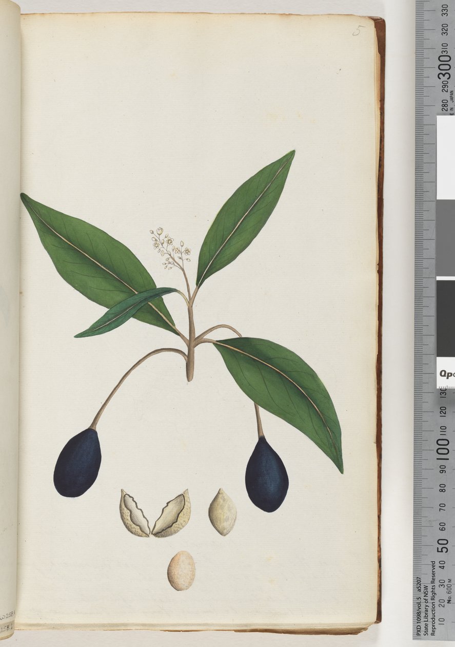 Page 5. Unidentified Plant by Unknown artist
