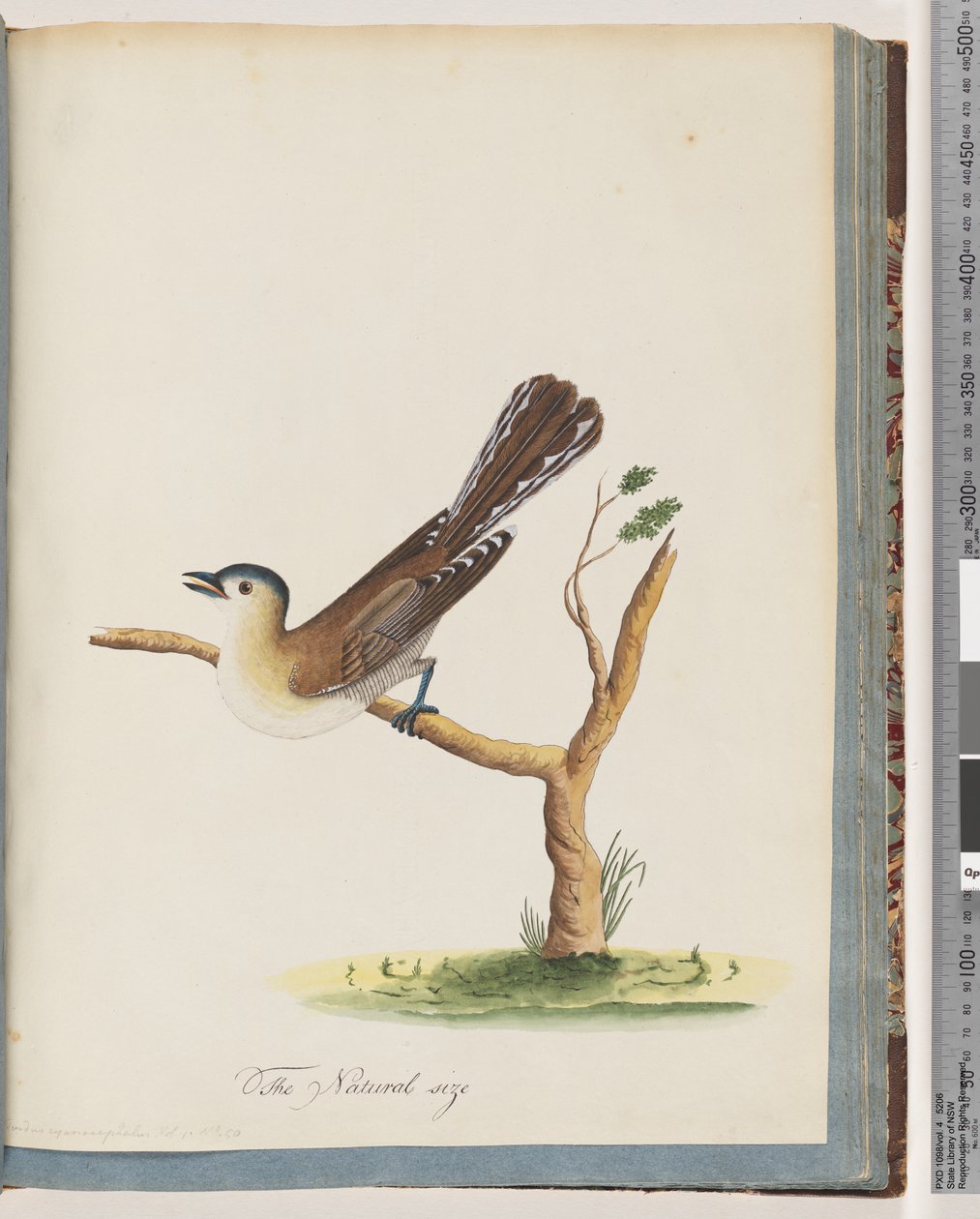 Blue-headed Thrush by Unknown artist