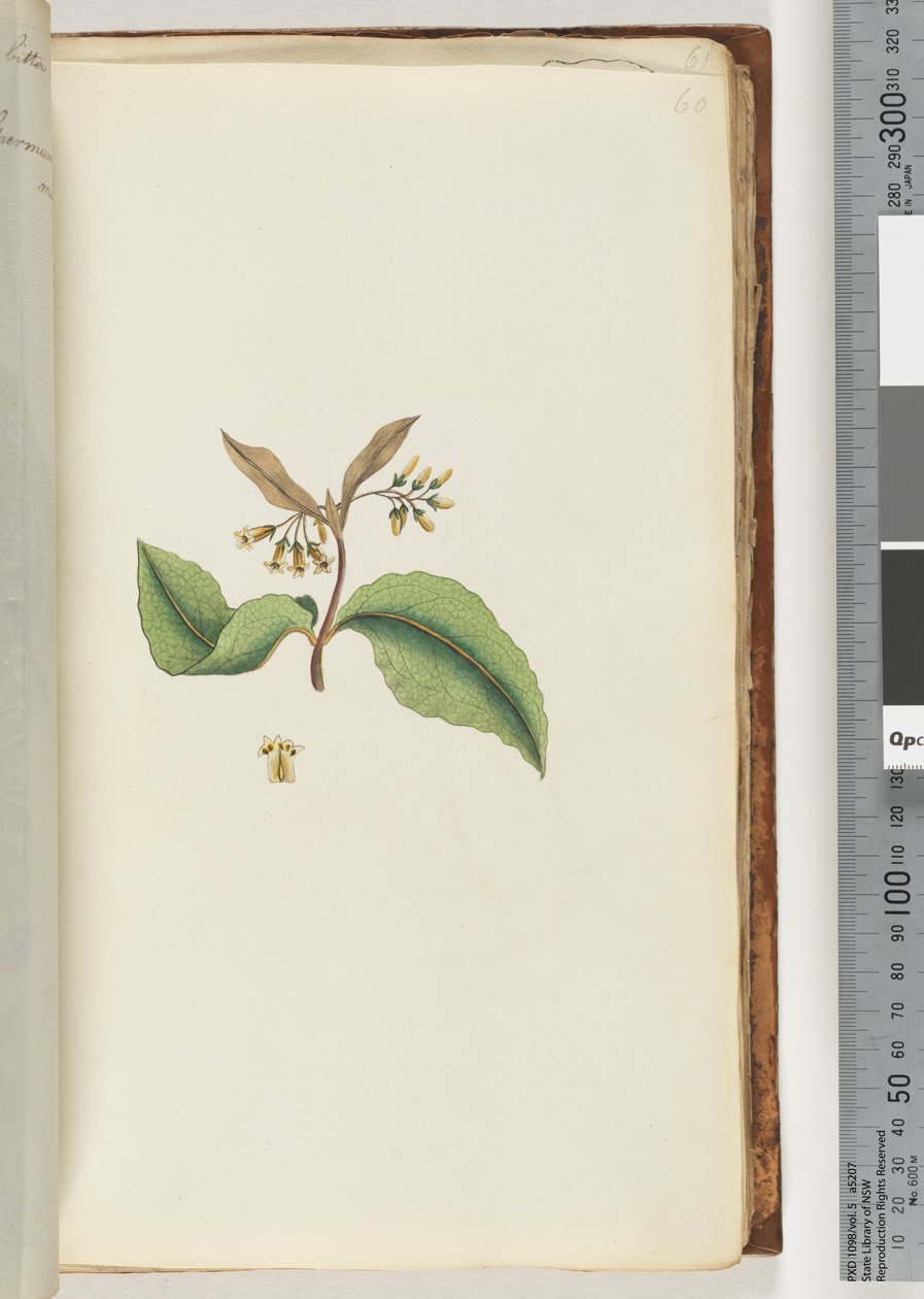 Page 60. Unidentified Plant by Unknown artist