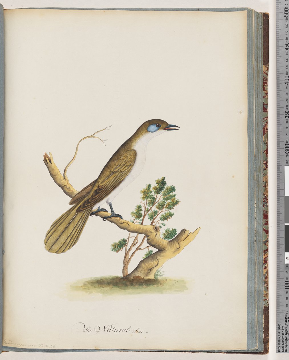 Page 61. Blue-faced Honeyeater. Turdus cyanoris. Blue-cheeked Thrush by Unknown artist