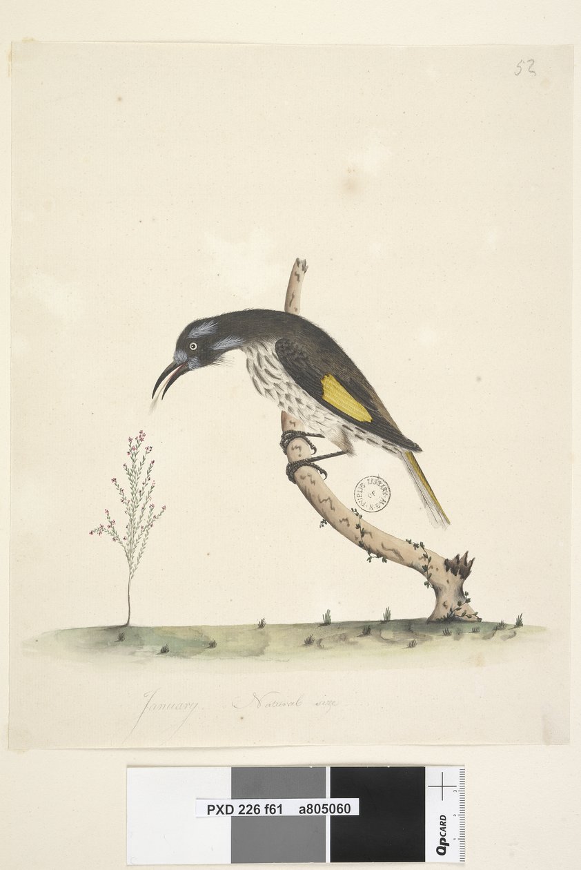 Yellow Winged Honeyeater, 1791-92 by Unknown artist
