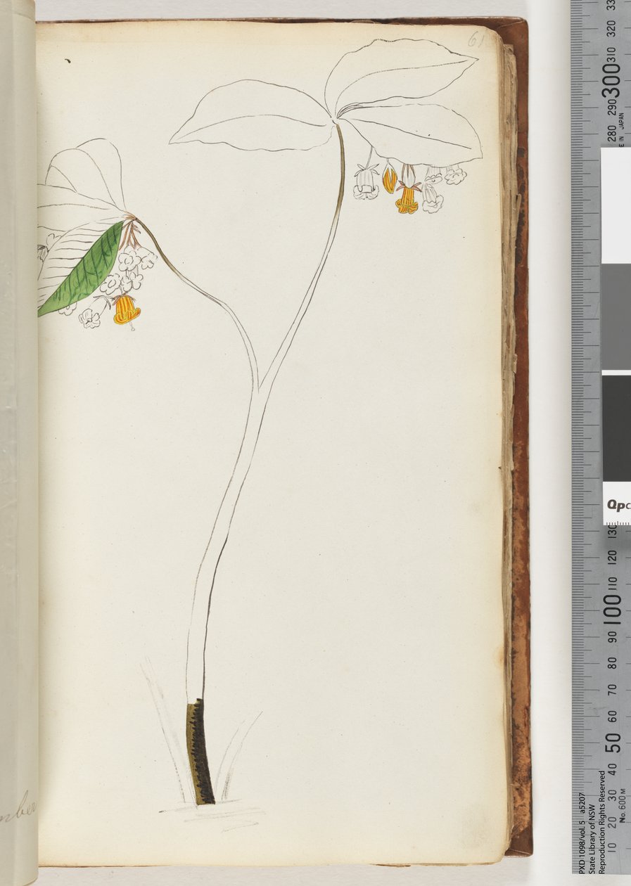 Page 61. No Inscription, Unfinished Drawing by Unknown artist