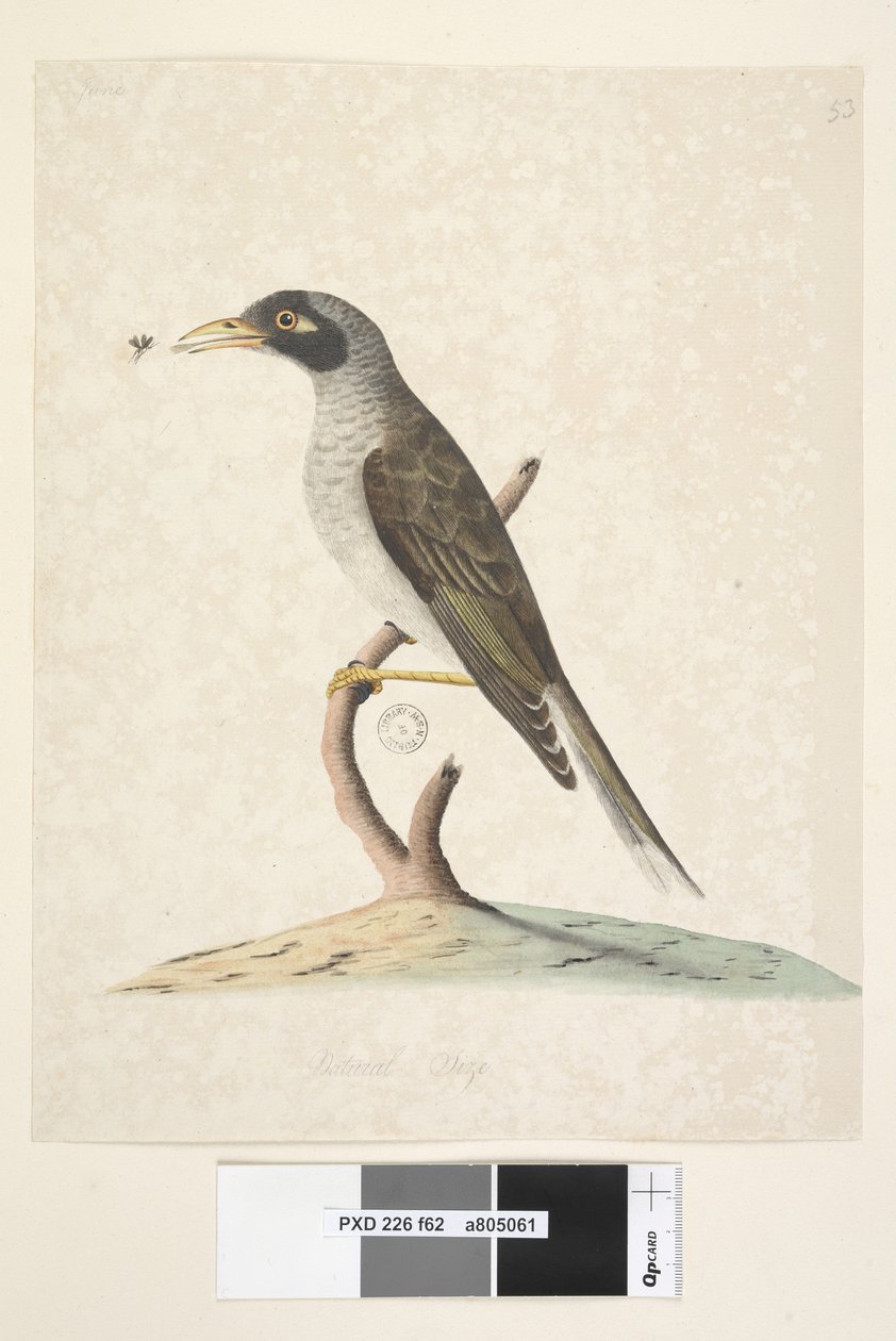 Noisy Miner, 1791-92 by Unknown artist
