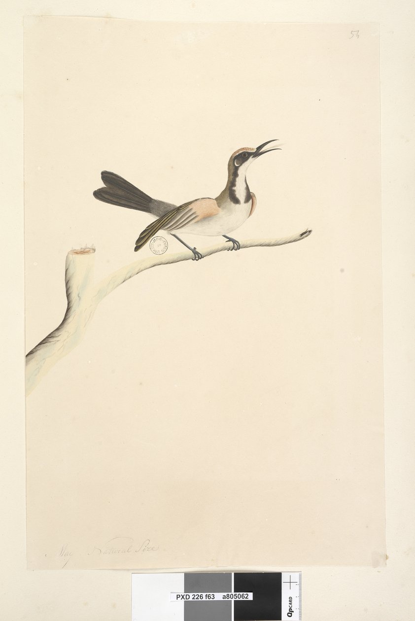 Tawny Crowned Honeyeater, 1791-92 by Unknown artist