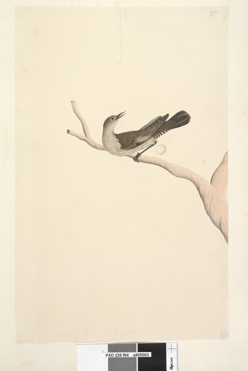 Brown Tree Creeper, 1791-92 by Unknown artist