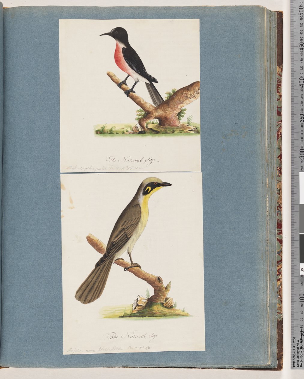 Page 64. Scarlet Robin. Yellow-tufted Honeyeater by Unknown artist