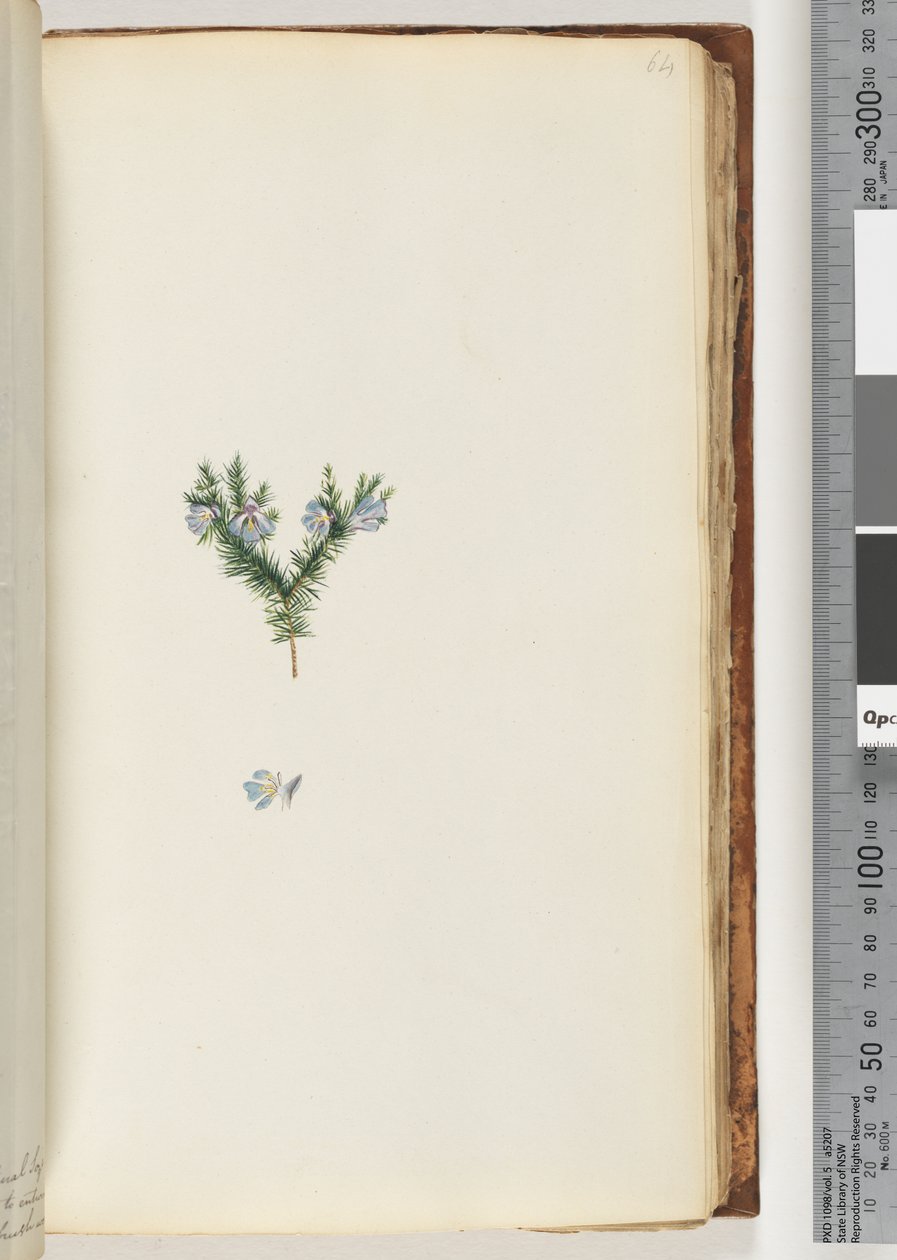 Page 64. Unidentified plant by Unknown artist