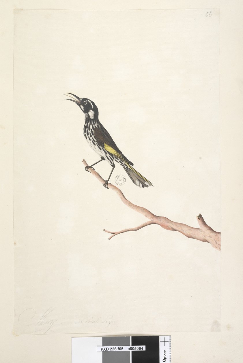 Yellow Winged Honeyeater, 1791-92 by Unknown artist